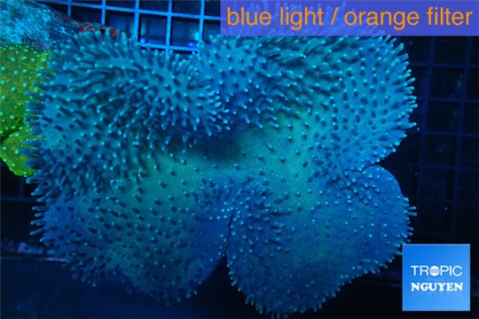 Sarcophyton long polyps 10-16 cm WYSIWYG acclimaté