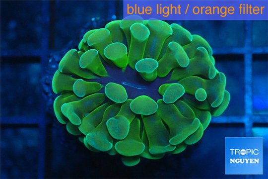 Euphyllia paraancora gold 2-4 cm WYSIWYG acclimaté