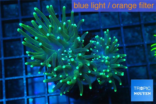 Euphyllia glabrescens gold & yellow tip 6-9 cm WYSIWYG acclimaté