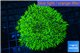 Pachyclavularia full neon green 8-12 cm WYSIWYG acclimaté