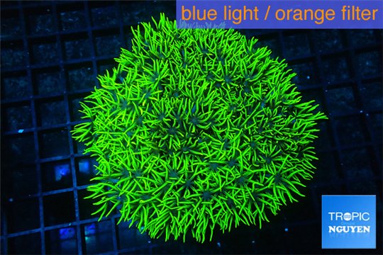 Pachyclavularia full neon green 8-12 cm WYSIWYG acclimaté