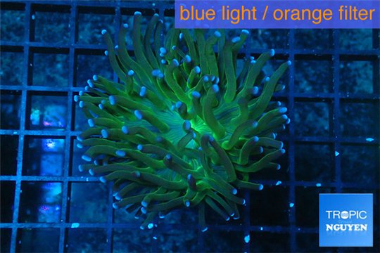 Euphyllia glabrescens hell fire 4-7 cm WYSIWYG acclimaté