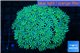 Pachyclavularia full neon green 8-12 cm WYSIWYG acclimaté