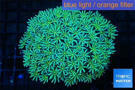 Pachyclavularia full neon green 8-12 cm WYSIWYG acclimaté
