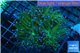 Euphyllia glabrescens gold & yellow tip 6-9 cm WYSIWYG acclimaté