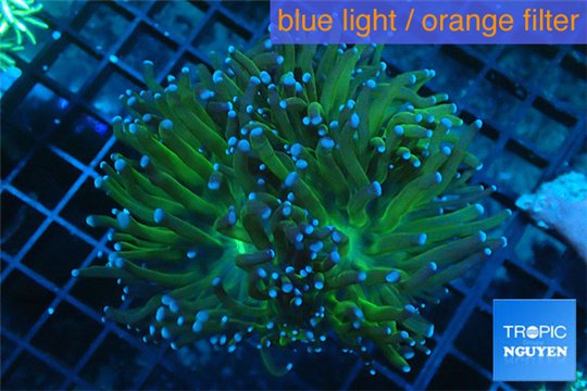 Euphyllia glabrescens gold & yellow tip 6-9 cm WYSIWYG acclimaté