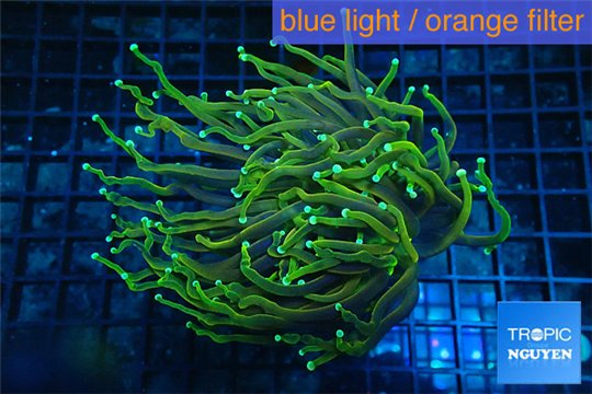 Euphyllia glabrescens gold & yellow tip 6-9 cm WYSIWYG acclimaté