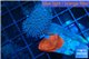 Echinophyllia red + Sarcophyton baby 3-4 cm WYSIWYG acclimaté