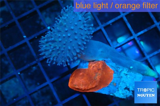 Echinophyllia red + Sarcophyton baby 3-4 cm WYSIWYG acclimaté