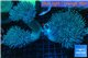 Sarcophyton triple body 10-16 cm WYSIWYG acclimaté