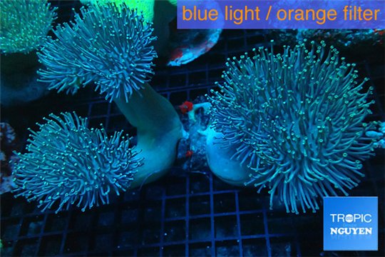 Sarcophyton triple body 10-16 cm WYSIWYG acclimaté