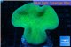 Sarcophyton green body 8-14 cm WYSIWYG acclimaté