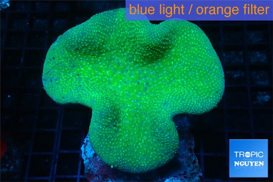 Sarcophyton green body 8-14 cm WYSIWYG acclimaté