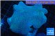 Sarcophyton long polyps 8-14 cm WYSIWYG acclimaté