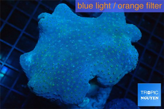 Sarcophyton long polyps 8-14 cm WYSIWYG acclimaté