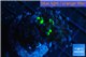 Euphyllia paraancora reverse golden green 3-6 cm WYSIWYG acclimaté