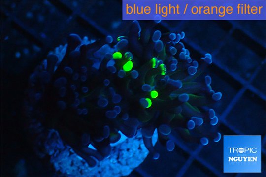 Euphyllia paraancora reverse golden green 3-6 cm WYSIWYG acclimaté