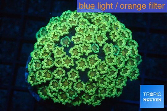 Alveopora green & orange 4-6 cm WYSIWYG acclimaté