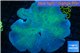 Sarcophyton long polyps 8-14 cm WYSIWYG acclimaté