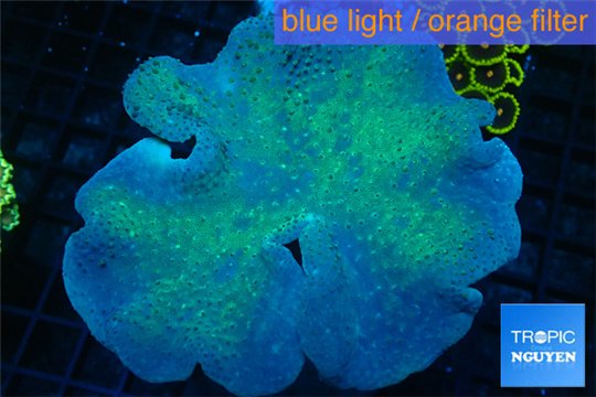 Sarcophyton long polyps 8-14 cm WYSIWYG acclimaté