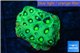Favia neon green Australia 2-3 cm WYSIWYG acclimaté