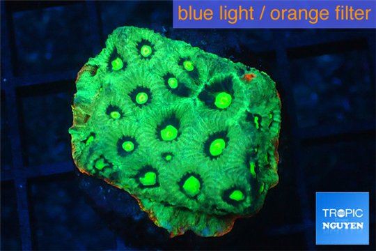 Favia neon green Australia 2-3 cm WYSIWYG acclimaté