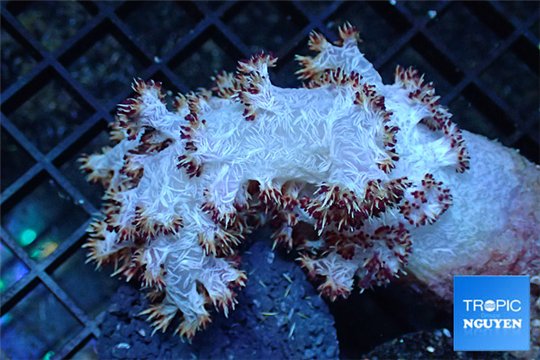 Nephtya red 6-11 cm WYSIWYG acclimaté