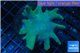 Sarcophyton greeny body long polyps 8-14 cm WYSIWYG acclimaté