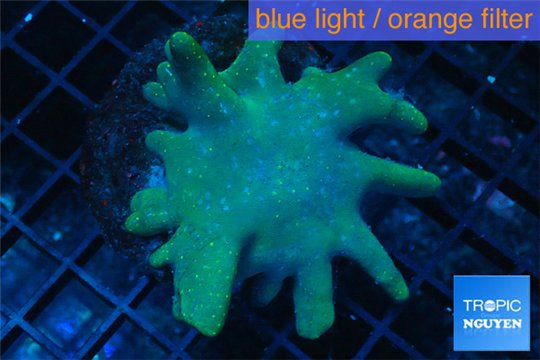 Sarcophyton greeny body long polyps 8-14 cm WYSIWYG acclimaté