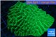 Platygyra neon green 8-13 cm WYSIWYG acclimaté