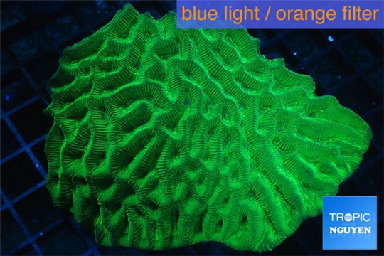 Platygyra neon green 8-13 cm WYSIWYG acclimaté