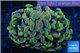 Euphyllia paraancora orange golden 4-7 cm WYSIWYG acclimaté