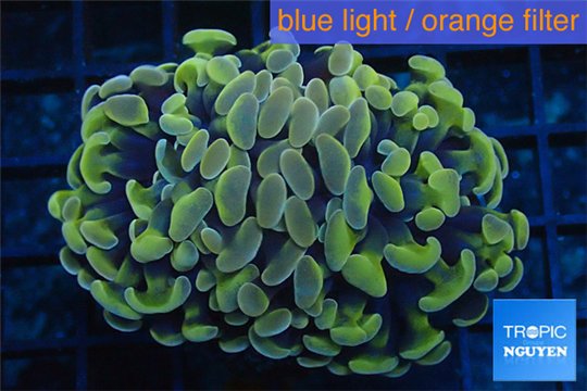 Euphyllia paraancora orange golden 4-7 cm WYSIWYG acclimaté