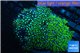 Pachyclavularia neon green 8-12 cm WYSIWYG acclimaté