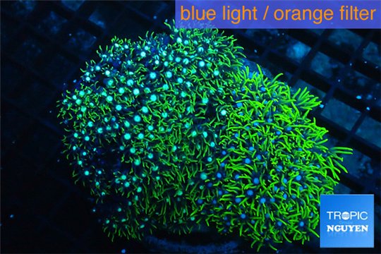 Pachyclavularia neon green 8-12 cm WYSIWYG acclimaté