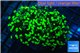 Euphyllia paraancora toxic green 4-7 cm WYSIWYG acclimaté
