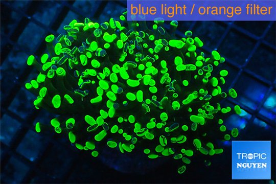 Euphyllia paraancora toxic green 4-7 cm WYSIWYG acclimaté