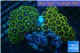Zoanthus blue green Kenya 8-12 cm WYSIWYG acclimaté