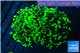 Euphyllia paraancora toxic green 5-8 cm WYSIWYG acclimaté
