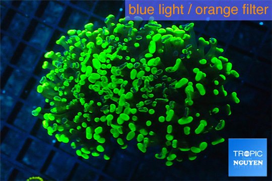 Euphyllia paraancora toxic green 5-8 cm WYSIWYG acclimaté