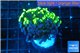 Euphyllia paraancora toxic green double face 4-7 cm WYSIWYG acclimaté