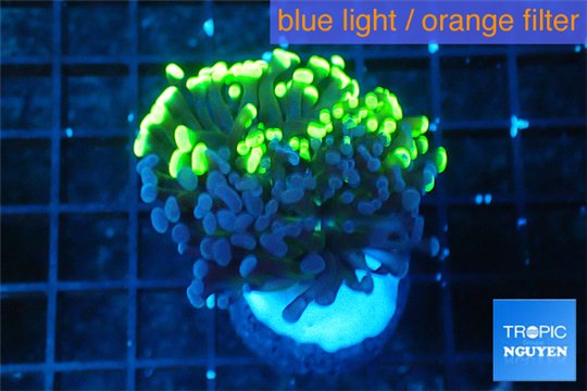 Euphyllia paraancora toxic green double face 4-7 cm WYSIWYG acclimaté