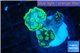 Euphyllia paraancora neon green 4-6 cm WYSIWYG acclimaté