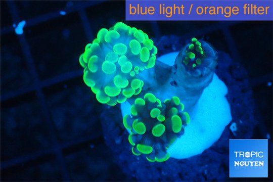 Euphyllia paraancora neon green 4-6 cm WYSIWYG acclimaté