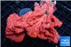 Orange sponge 7-12 cm WYSIWYG acclimaté