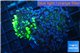 Euphyllia paraancora toxic green double face 5-9 cm WYSIWYG acclimaté