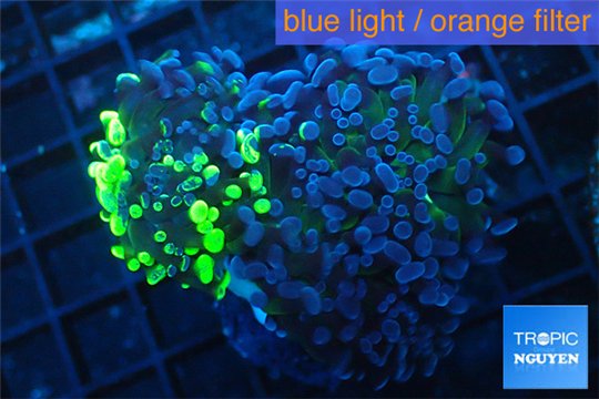 Euphyllia paraancora toxic green double face 5-9 cm WYSIWYG acclimaté