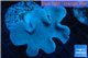 Sarcophyton long polyps 7-11 cm WYSIWYG acclimaté