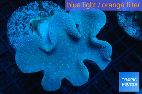 Sarcophyton long polyps 7-11 cm WYSIWYG acclimaté