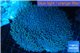 Sarcophyton long polyps 7-11 cm WYSIWYG acclimaté